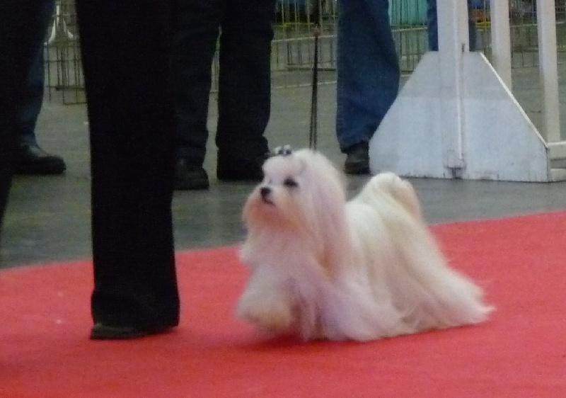 CH. lora's dream of white Ella - 1ERE CLASSE CHAMPION CACIB