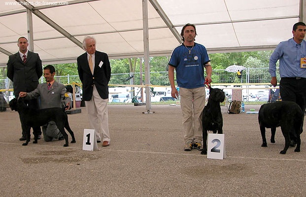 CH. Furia (Sans Affixe) - 2 eme EXC R.C.A.C.A