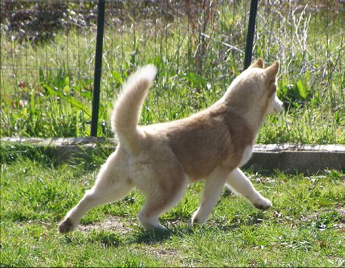 Dynamite Corsicahusky