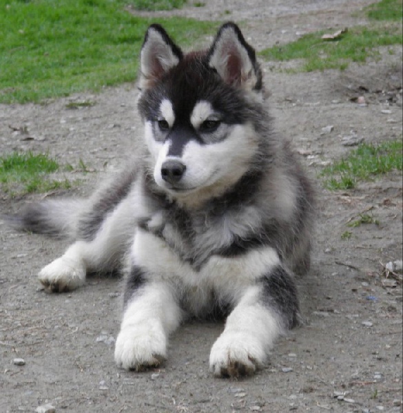 Fol amour Corsicahusky