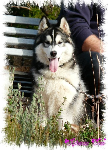 Publication : Corsicahusky