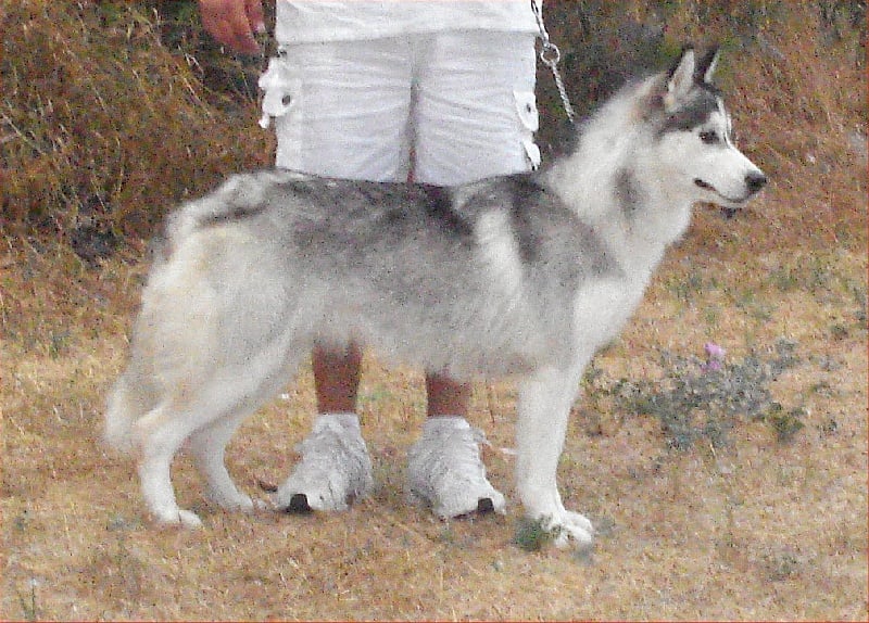 Publication : Corsicahusky Auteur : K. H