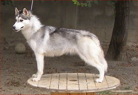 Publication : Corsicahusky Auteur : K. H