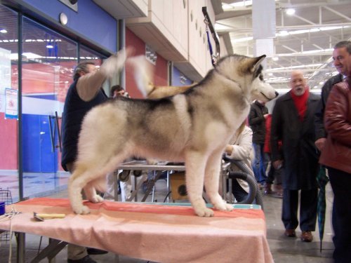 Publication : Corsicahusky Auteur : K. H