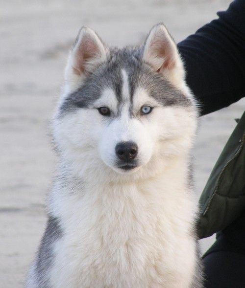 Etoile des neiges Corsicahusky