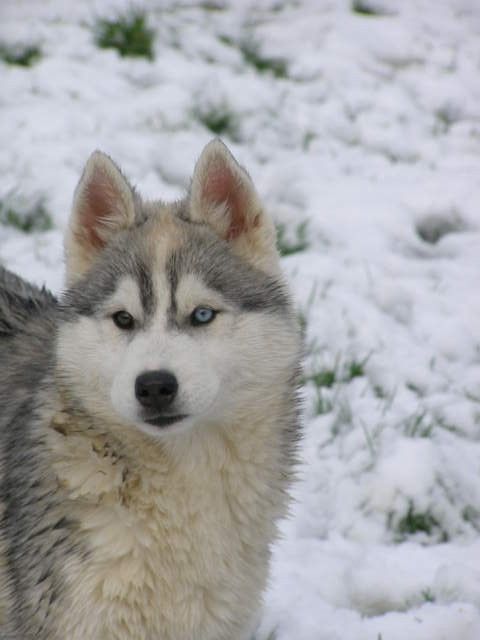 Etoile des neiges Corsicahusky
