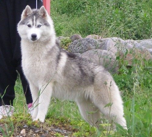 Etoile des neiges Corsicahusky