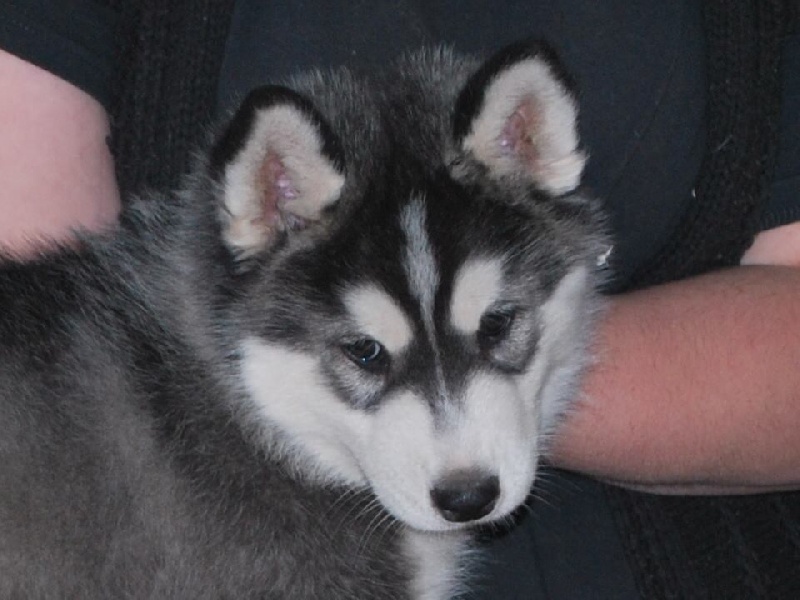 Publication : Corsicahusky