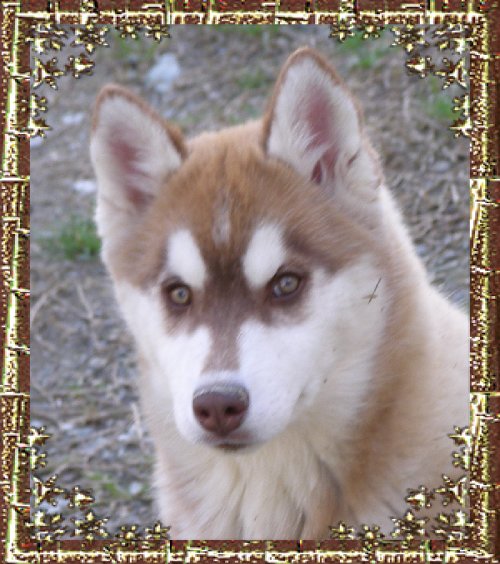 Dynamite Corsicahusky