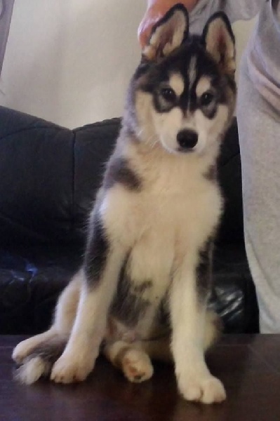 Publication : Corsicahusky