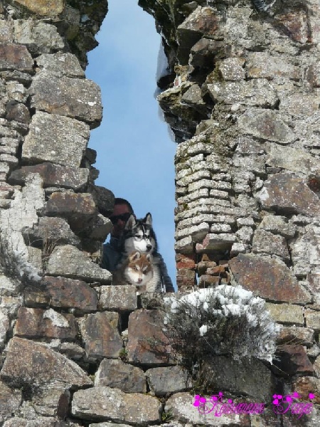 Publication : Corsicahusky