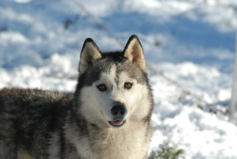 Publication : Corsicahusky Auteur : K. H