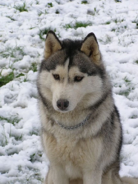 Publication : Corsicahusky Auteur : K. H