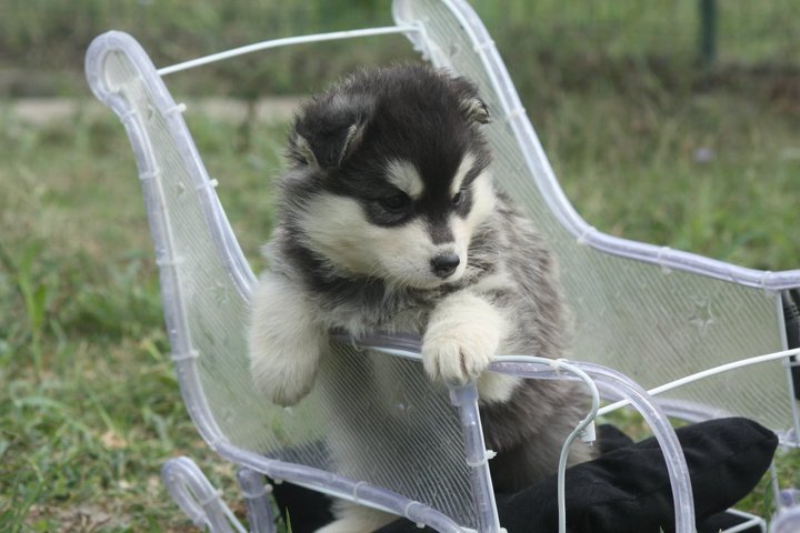 Fol amour Corsicahusky