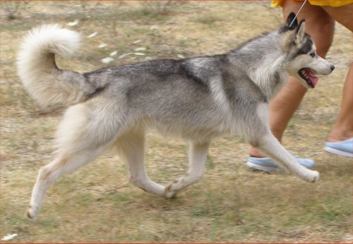 Publication : Corsicahusky Auteur : K. H