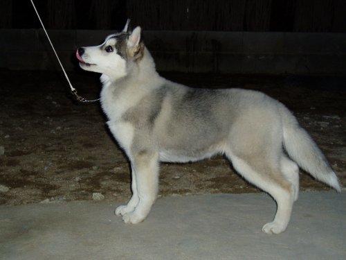 Publication : Corsicahusky Auteur : K. H