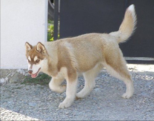 Dynamite Corsicahusky