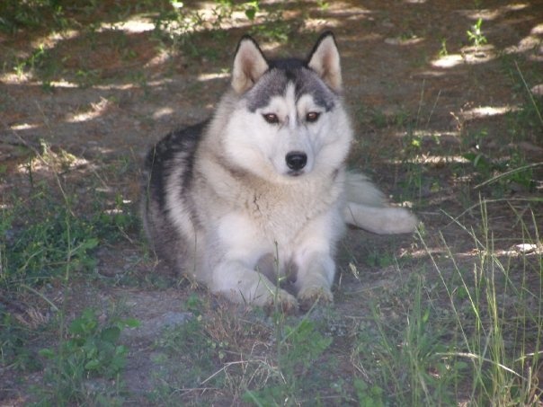 Publication : Corsicahusky Auteur : K. H