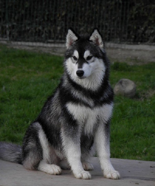 Fol amour Corsicahusky