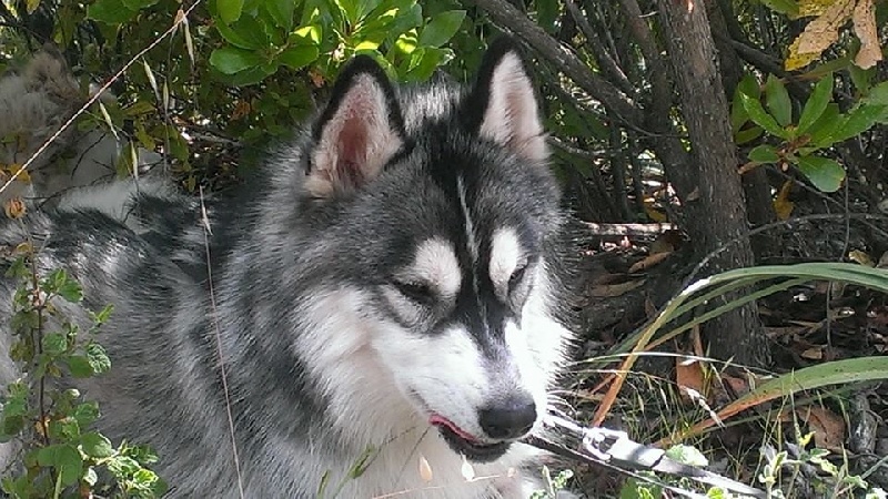 Publication : Corsicahusky