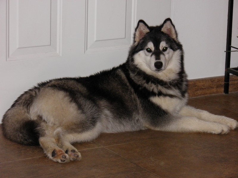 Fol amour Corsicahusky