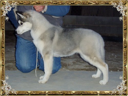 Publication : Corsicahusky Auteur : K. H