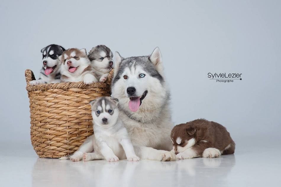 Etoile des neiges Corsicahusky