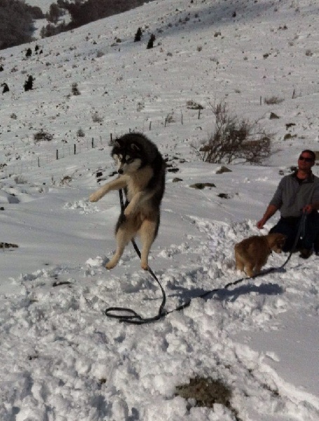 Publication : Corsicahusky