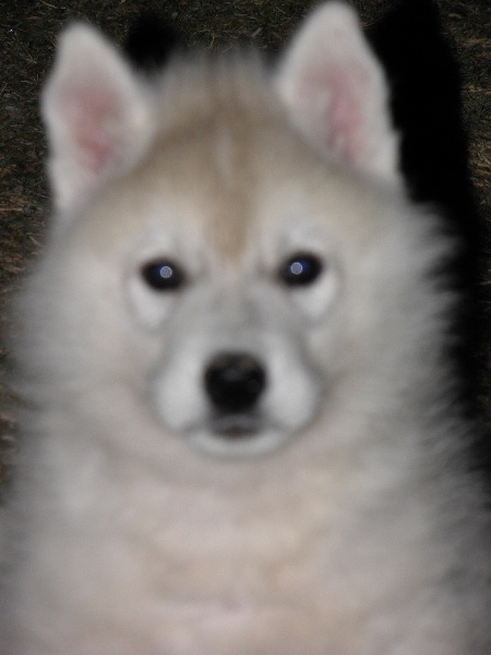 Grey wolf dit gedaî Corsicahusky