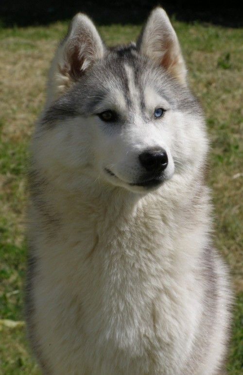 Etoile des neiges Corsicahusky