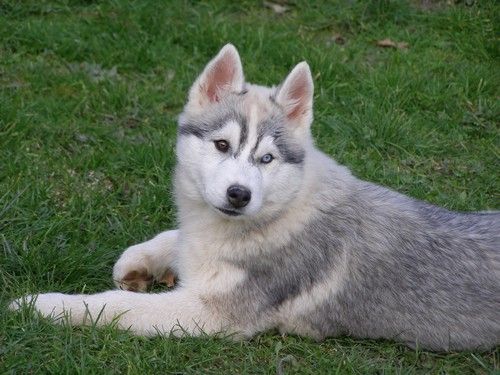 Etoile des neiges Corsicahusky