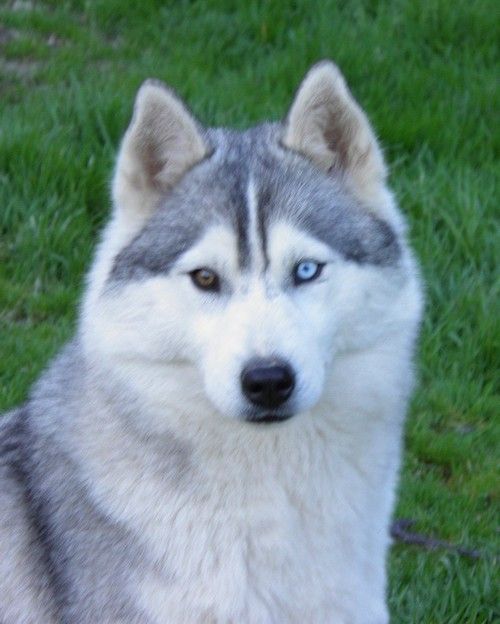 Etoile des neiges Corsicahusky