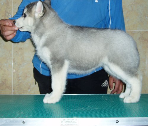 Publication : Corsicahusky Auteur : K. H