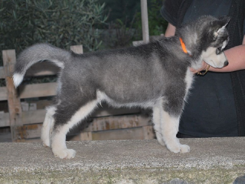 Publication : Corsicahusky