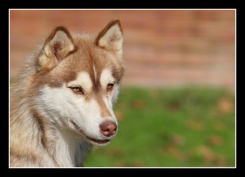 Dynamite Corsicahusky