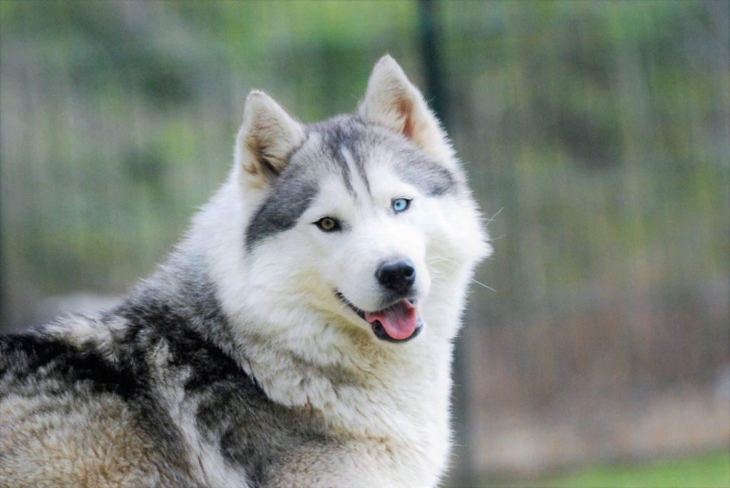 Etoile des neiges Corsicahusky