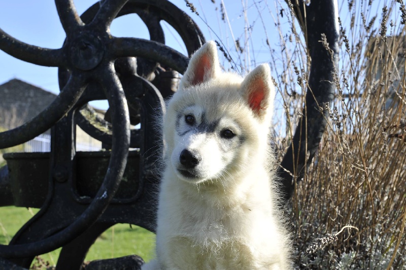 Grey wolf dit gedaî Corsicahusky