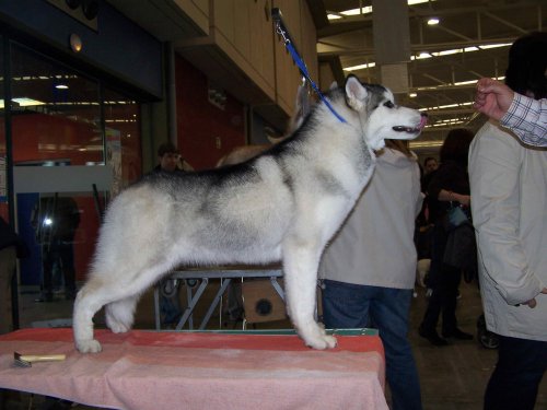 Publication : Corsicahusky Auteur : K. H