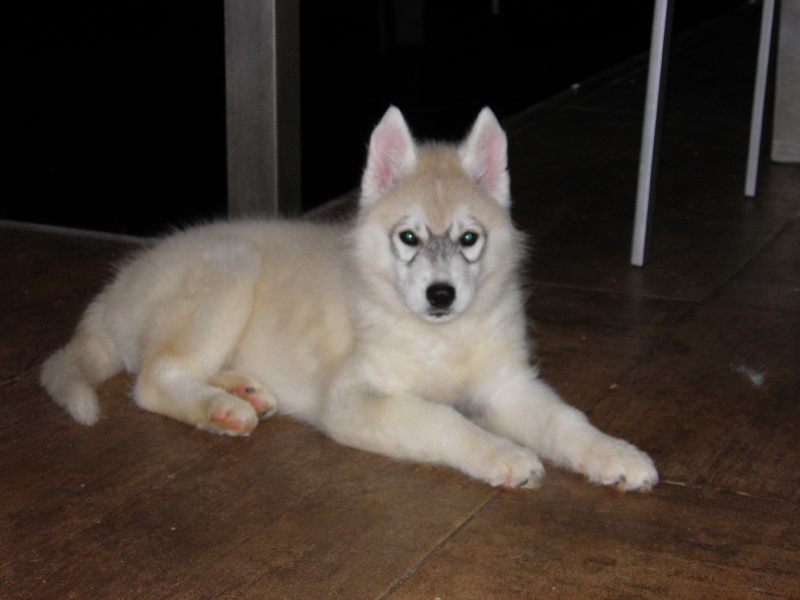 Grey wolf dit gedaî Corsicahusky