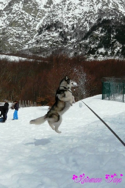 Publication : Corsicahusky