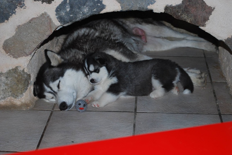 Publication : Corsicahusky