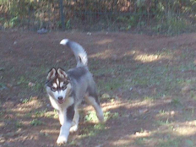 Publication : Corsicahusky