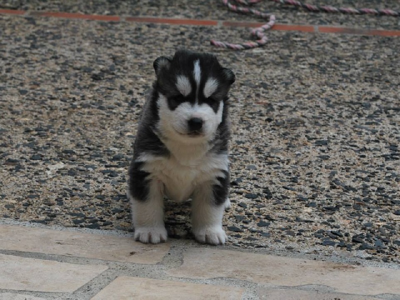 Publication : Corsicahusky