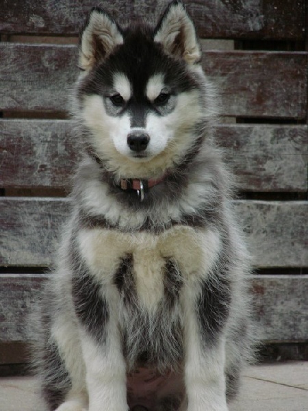 Fol amour Corsicahusky