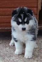 Corsicahusky