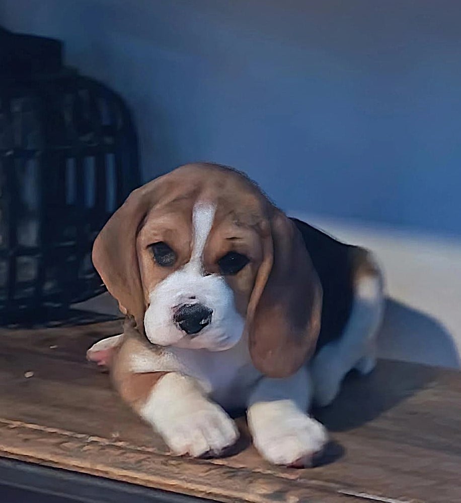 Baggie collier orange