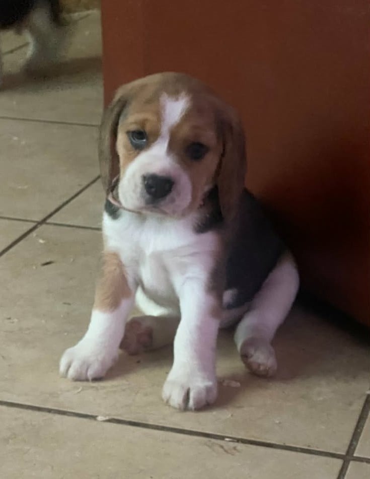 Bailey 2 collier rose