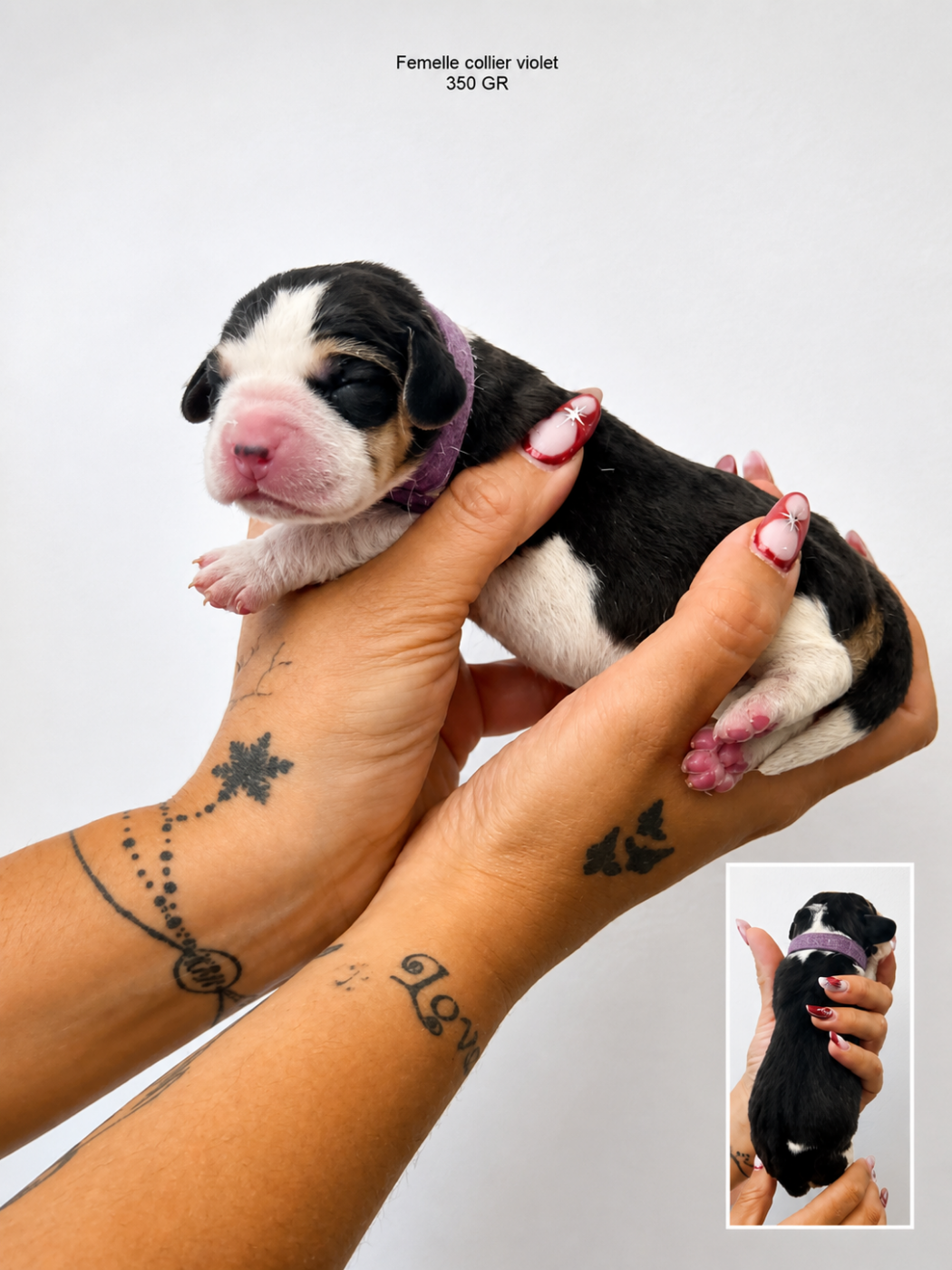 CHIOT 2 collier violet - Beagle