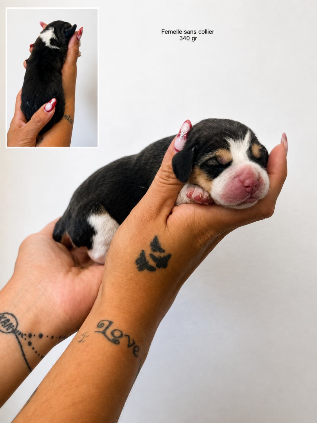 CHIOT 3 - Beagle