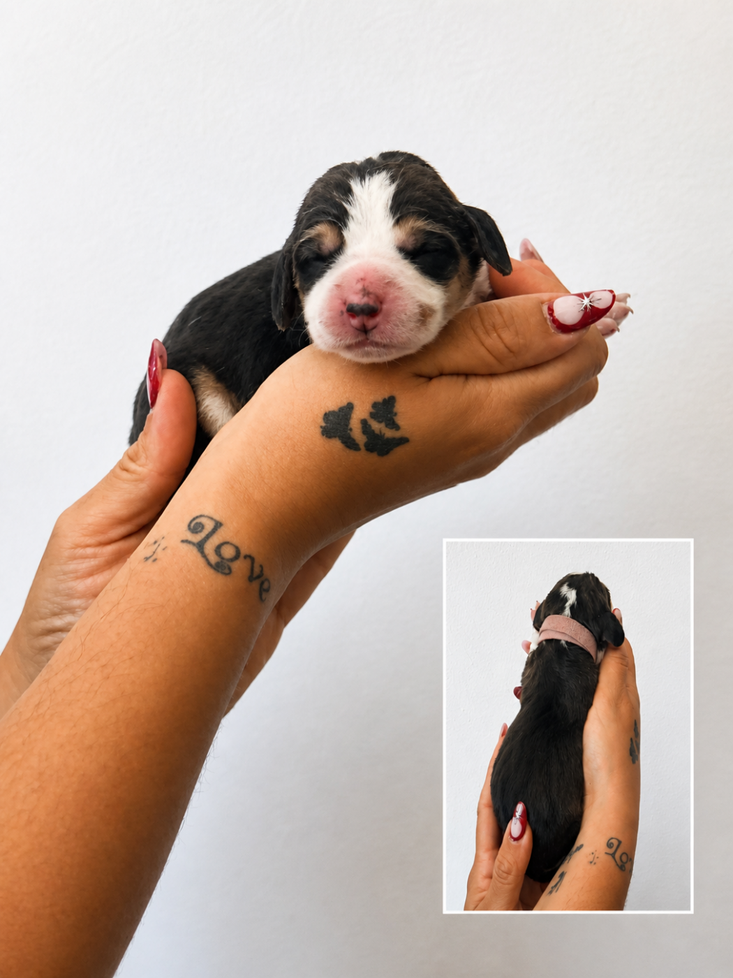 CHIOT 1 collier rose - Beagle